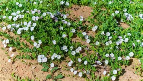 Controlling Bindweed: What is It and Best Control。